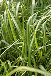 El Dorado Feather Reed Grass (Calamagrostis x acutiflora 'El Dorado') at A Very Successful Garden Center