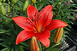 Crimson Pixie Lily (Lilium 'Crimson Pixie') at Lakeshore Garden Centres