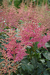 Rhythm And Beat Astilbe (Astilbe 'Rhythm And Beat') at Lakeshore Garden Centres