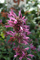 Acapulco Rose Mexican Hyssop (Agastache mexicana 'Acapulco Rose') at Lakeshore Garden Centres