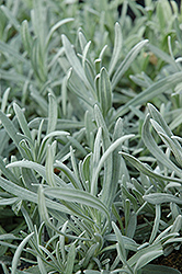 Fred Boutin Lavender (Lavandula 'Fred Boutin') at Lakeshore Garden Centres