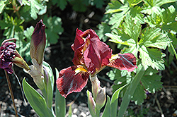 Little Annie Iris (Iris 'Little Annie') at Lakeshore Garden Centres
