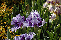 Forever Violet Iris (Iris 'Forever Violet') at Lakeshore Garden Centres