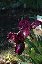 Flight Director Iris (Iris 'Flight Director') at Lakeshore Garden Centres