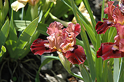 Sparks Fly Iris (Iris 'Sparks Fly') at Lakeshore Garden Centres