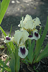 Navy Doll Iris (Iris 'Navy Doll') at Lakeshore Garden Centres