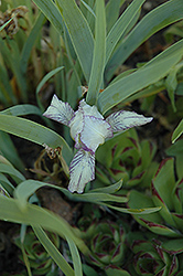 Pixie's Sister Iris (Iris 'Pixie's Sister') at Lakeshore Garden Centres