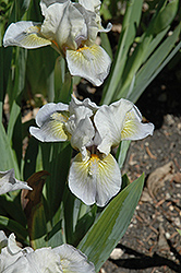 Toy Boat Iris (Iris 'Toy Boat') at Lakeshore Garden Centres