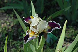 Mikey Likes It Iris (Iris 'Mikey Likes It') at Lakeshore Garden Centres