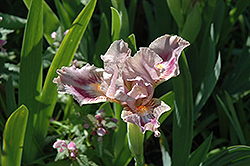 Circus Clown Iris (Iris 'Circus Clown') at Lakeshore Garden Centres