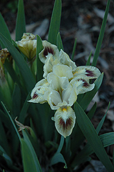 Ivory Fashion Iris (Iris 'Ivory Fashion') at Lakeshore Garden Centres