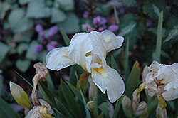 Invisible Ink Iris (Iris 'Invisible Ink') at Lakeshore Garden Centres