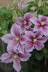 Piilu Clematis (Clematis 'Piilu') at Peter Knippel Garden Centre