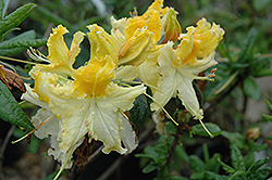 Centennial Azalea (Rhododendron 'Centennial') at Lakeshore Garden Centres