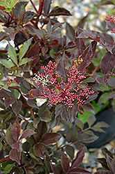Thundercloud Elder (Sambucus nigra 'Thundercloud') at Lakeshore Garden Centres