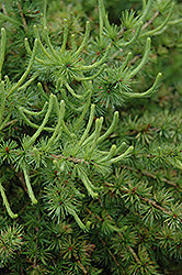 Prag Dwarf Larch (Larix decidua 'Prag') at Lakeshore Garden Centres