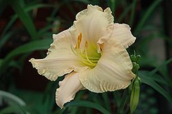 Lullaby Baby Daylily (Hemerocallis 'Lullaby Baby') at Golden Acre Home & Garden