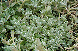 Cape Blanco Stonecrop (Sedum spathulifolium 'Cape Blanco') at The Mustard Seed