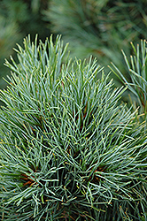 Chalet Swiss Stone Pine (Pinus cembra 'Chalet') at Golden Acre Home & Garden