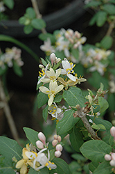 Flamingo Honeysuckle (Lonicera 'Flamingo') at Lakeshore Garden Centres