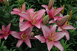 Denia Pixie Lily (Lilium 'Denia Pixie') at Lakeshore Garden Centres