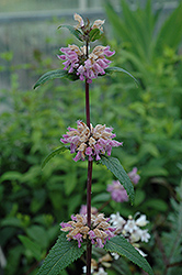 Amazone Jerusalem Sage (Phlomis tuberosa 'Amazone') at Lakeshore Garden Centres