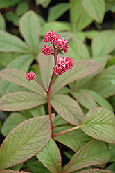 Chocolate Wings Rodgersia (Rodgersia pinnata 'Chocolate Wings') at Lakeshore Garden Centres