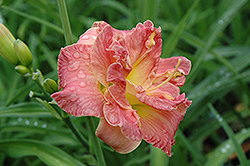 Lacy Doily Daylily (Hemerocallis 'Lacy Doily') at Peter Knippel Garden Centre