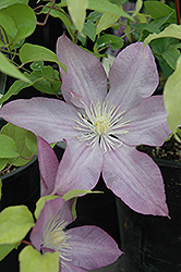 Proteus Clematis (Clematis 'Proteus') at Lakeshore Garden Centres