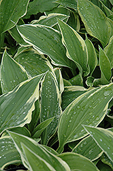 Antioch Hosta (Hosta 'Antioch') at Lakeshore Garden Centres