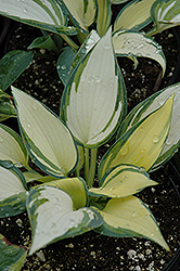 Remember Me Hosta (Hosta 'Remember Me') at Peter Knippel Garden Centre