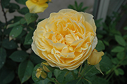 Graham Thomas Rose (Rosa 'Graham Thomas') at Lakeshore Garden Centres