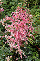 Flamingo Astilbe (Astilbe x arendsii 'Flamingo') at Lakeshore Garden Centres