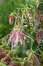 Pink Octopus Bellflower (Campanula punctata 'Pink Octopus') at Lakeshore Garden Centres