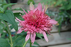 Cotton Candy Coneflower (Echinacea purpurea 'Cotton Candy') at Lakeshore Garden Centres