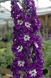 Pacific Giant King Arthur Larkspur (Delphinium 'King Arthur') at Green Thumb Garden Centre
