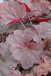 Venus Coral Bells (Heuchera 'Venus') at Lakeshore Garden Centres