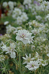 Double Jewel Cranesbill (Geranium pratense 'Double Jewel') at Lakeshore Garden Centres