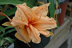 Vanilla Fluff Daylily (Hemerocallis 'Vanilla Fluff') at Lakeshore Garden Centres
