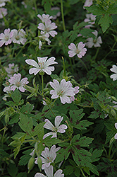 Katherine Adele Cranesbill (Geranium x oxonianum 'Katherine Adele') at Lakeshore Garden Centres