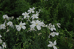 Diamond Perennial Flax (Linum perenne 'Diamond') at Lakeshore Garden Centres