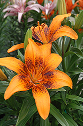 Mango Lily (Lilium 'Mango') at Lakeshore Garden Centres