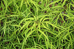 Goldenlocks Elder (Sambucus racemosa 'Goldenlocks') at Lakeshore Garden Centres