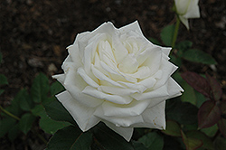 Karen Blixen Rose (Rosa 'Karen Blixen') at Lakeshore Garden Centres