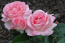Elle Rose (Rosa 'Elle') at Lakeshore Garden Centres