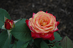 Mardi Gras Rose (Rosa 'Mardi Gras') at Lakeshore Garden Centres