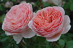 Abraham Darby Rose (Rosa 'Abraham Darby') at Lakeshore Garden Centres