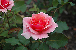 Duet Rose (Rosa 'Duet') at Lakeshore Garden Centres