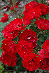 Ruby Meidiland  Rose (Rosa 'Ruby Meidiland') at Lakeshore Garden Centres