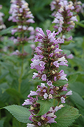 Sweet Dreams Catmint (Nepeta subsessilis 'Sweet Dreams') at Lakeshore Garden Centres
